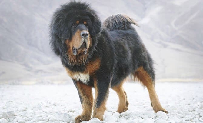 Dogo del Tibet